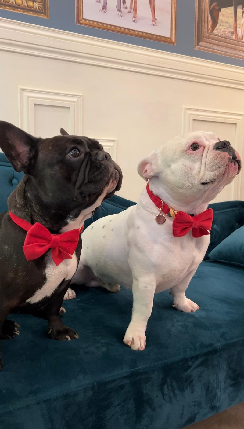 French Bulldog in red velvet bow tie L