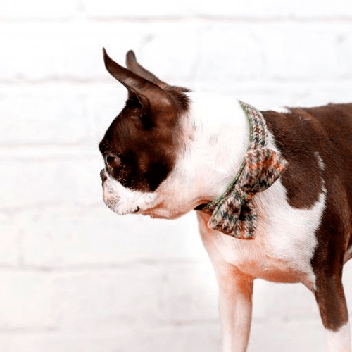 Burberrish Bowtie Dog Collar - BARCELONADOGS