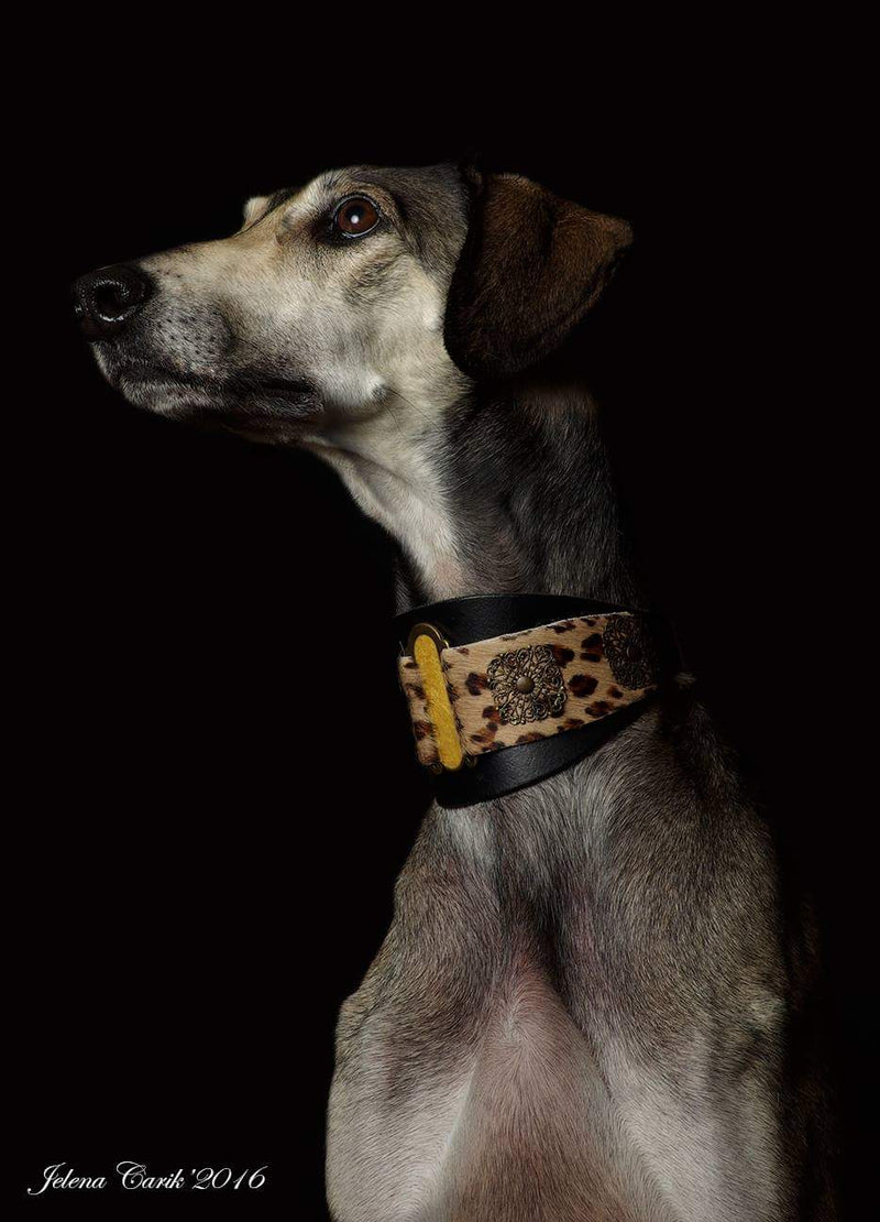 Lazaro Sighthound Collar - BARCELONADOGS