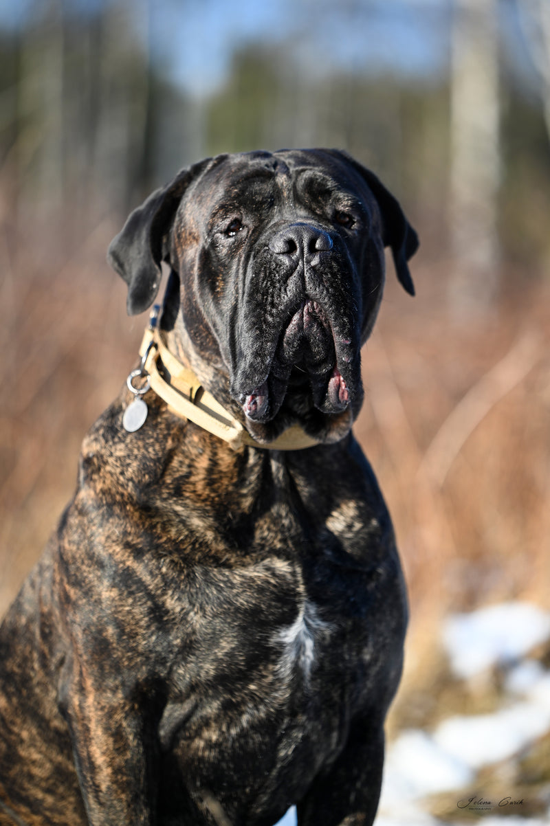 Working dog fabric collar