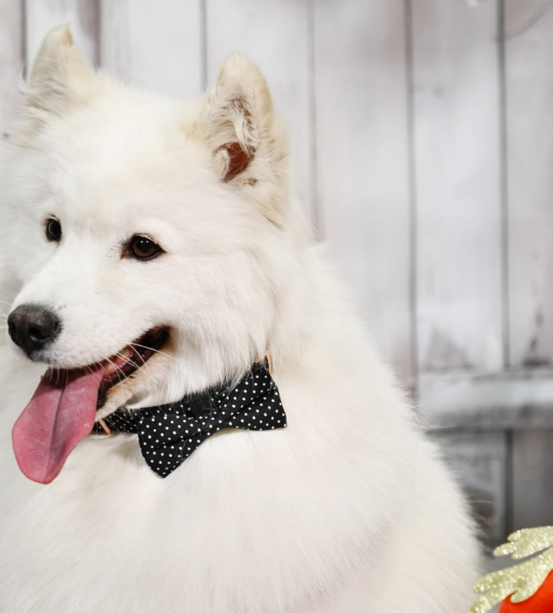 Bow-tie Dots, collar & leash SET