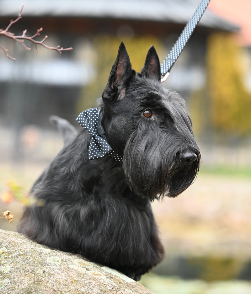 Bow-tie Dots, collar & leash SET