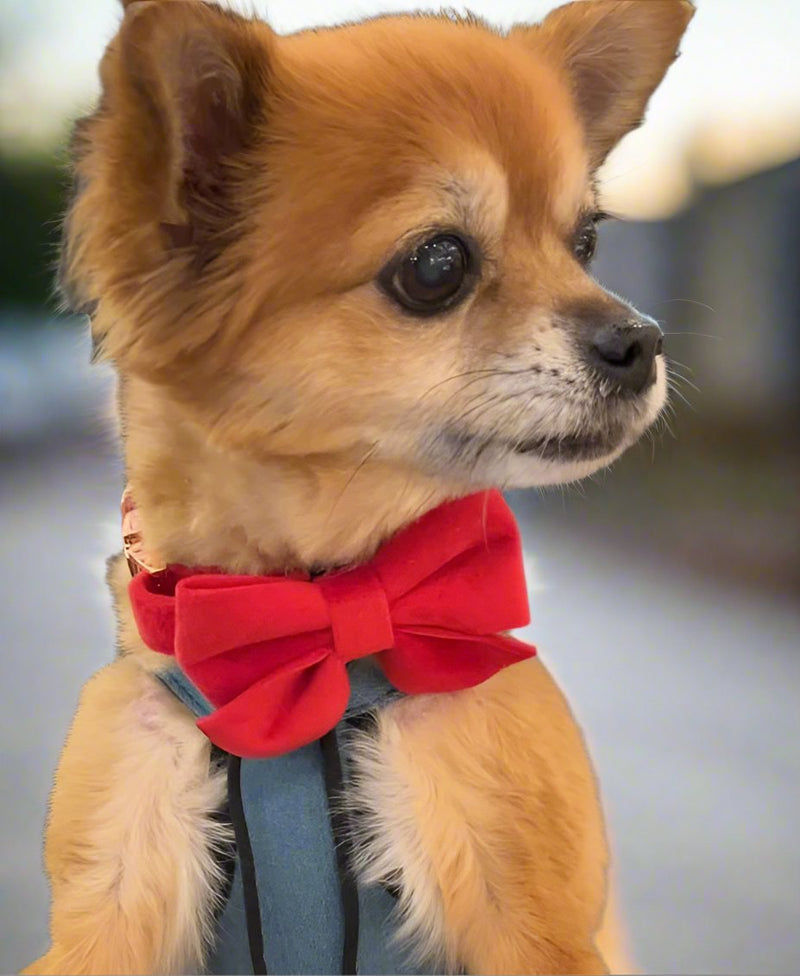 Velvet Bow tie Dog Collar