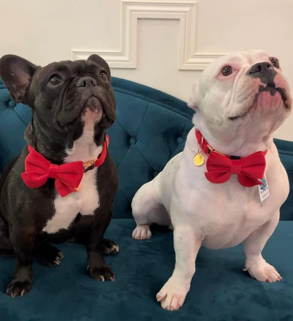 bow tie frenchies in red velvet