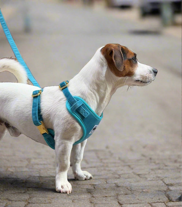 harness velvet