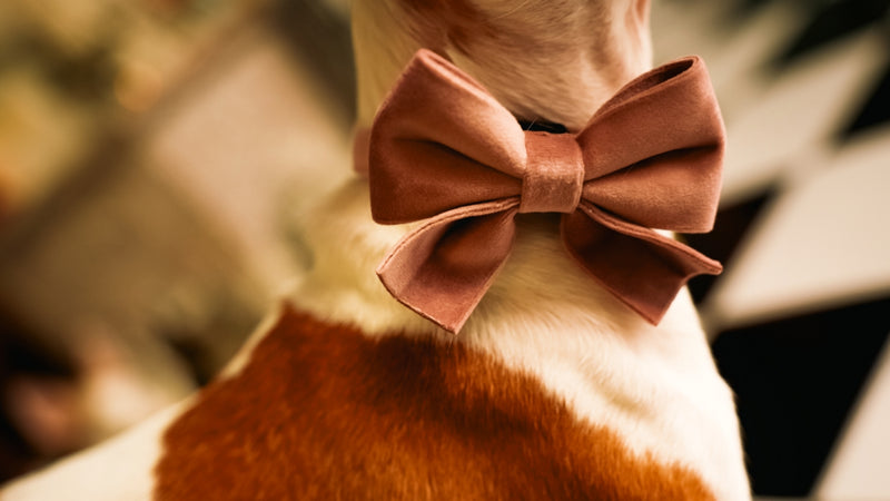 Velvet Bow tie Dog Collar