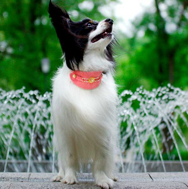 Perro de Bacall Collar - BARCELONADOGS