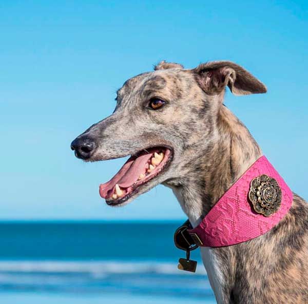 Rosa antigua Galgo Collar