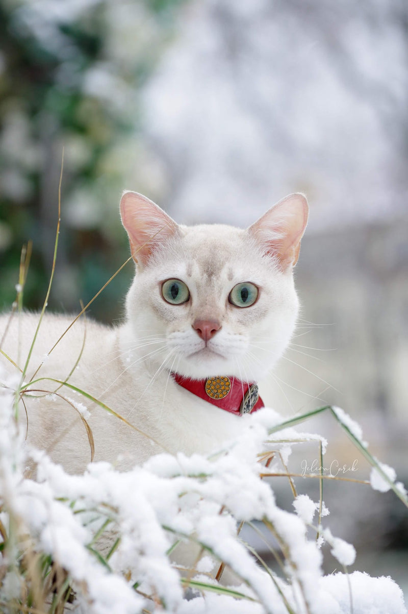 Gato de Olimpia Collar