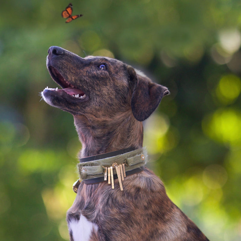 Perro Bizarro Collar - BARCELONADOGS