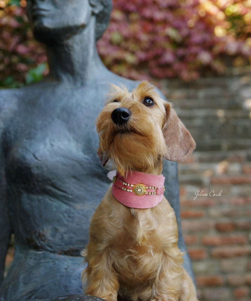 Perro de Bacall Collar - BARCELONADOGS