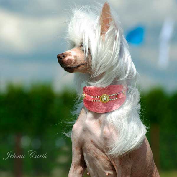 Perro de Bacall Collar - BARCELONADOGS