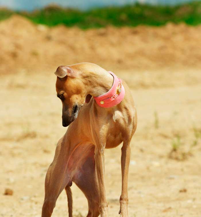 Perro de Bacall Collar - BARCELONADOGS