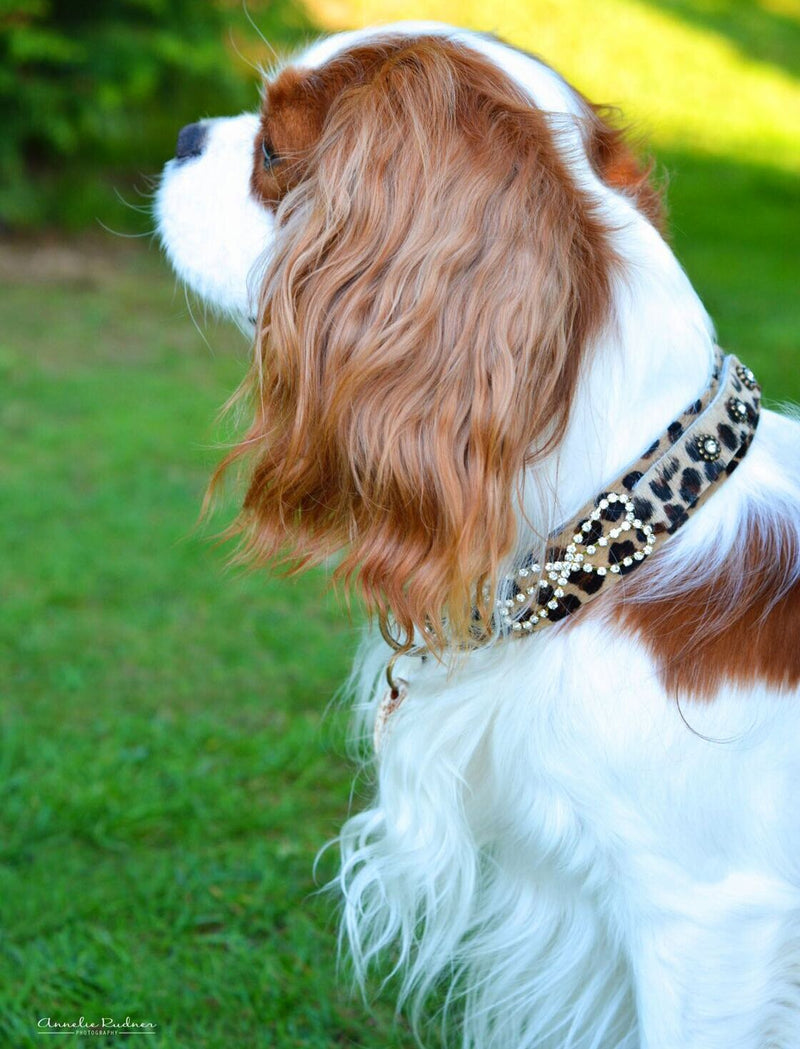 Perro Karen Blixen Collar - BARCELONADOGS