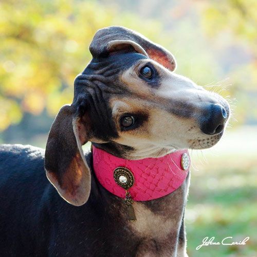 Shaqat Galgo Collar  - BARCELONADOGS