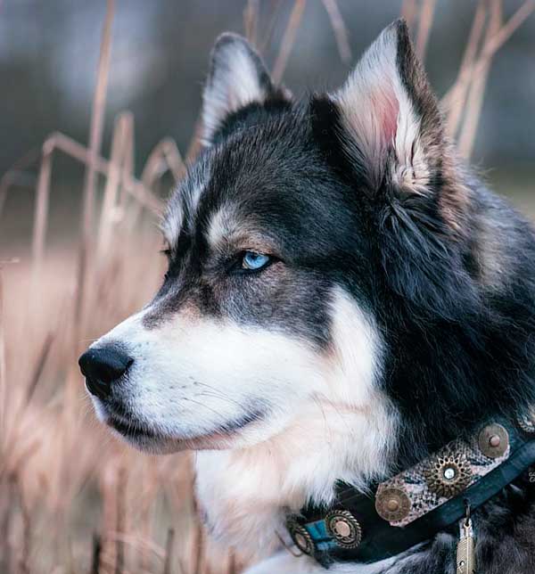 Perro Sioux de una sola pluma Collar - BARCELONA
