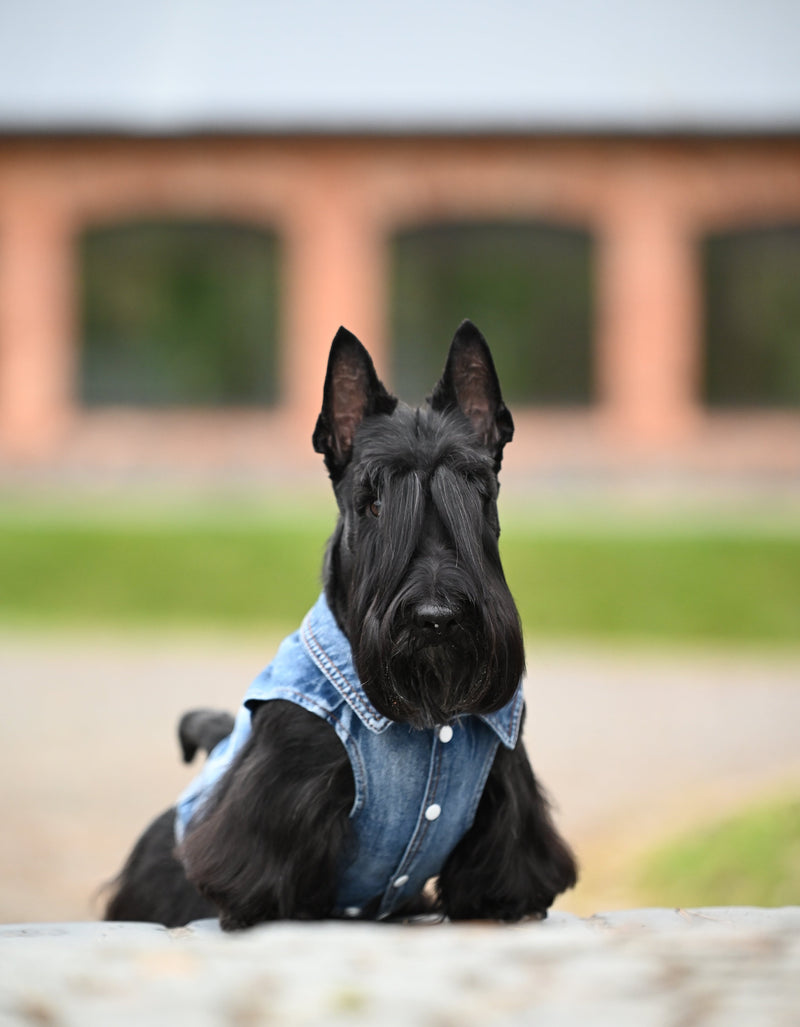 Dog Jeans Jacket