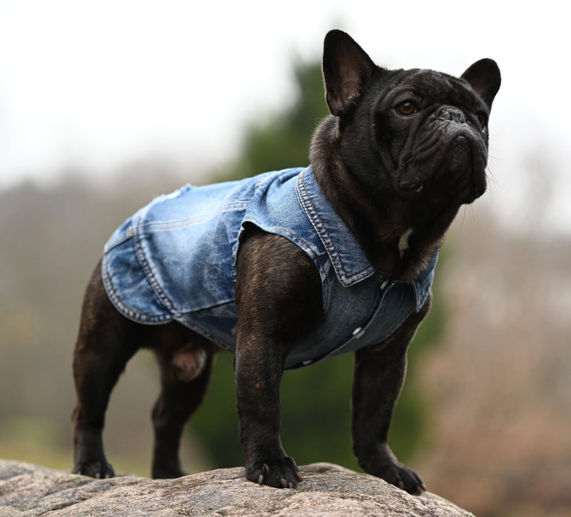 Dog Jeans Jacket