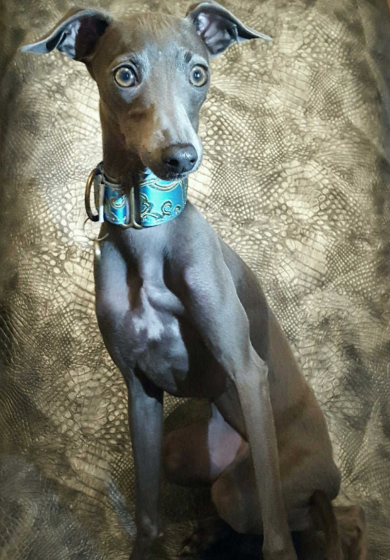 Italiensk Vinthound Martingale