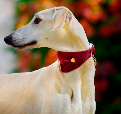 Bisarra Vinthund halsband - BARCELONADOGS