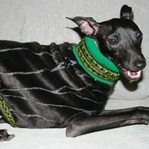 Black Coat italienska Greyhounds och Whippets - BARCELONADOGS