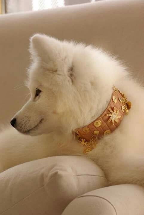 Ryssland Dog halsband - BARCELONADOGS