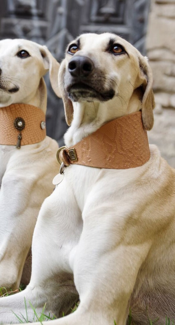 VANLIGT LÄDER VINTHUND HALSBAND SET - BARCELONADOGS