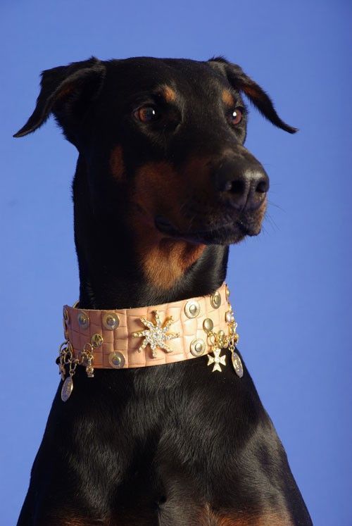 Ryssland Dog halsband - BARCELONADOGS