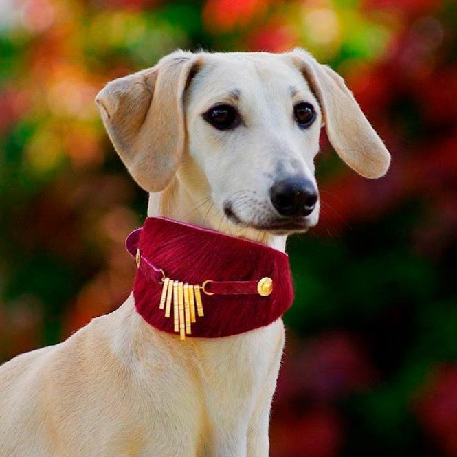 Bisarra Vinthund halsband - BARCELONADOGS