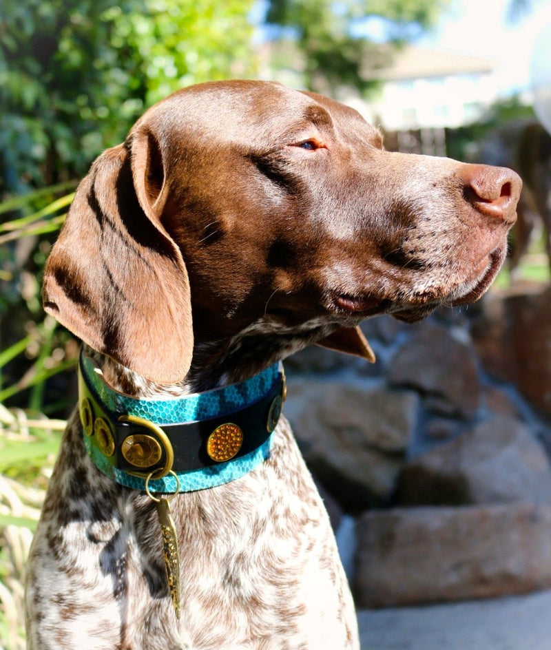 Ocean Blå Hund halsband - BARCELONADOGS