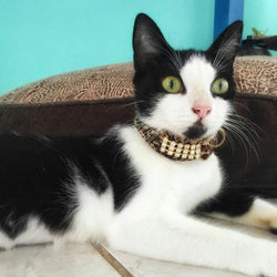 Maskulin Zanzibar Katt halsband - BARCELONADOGS