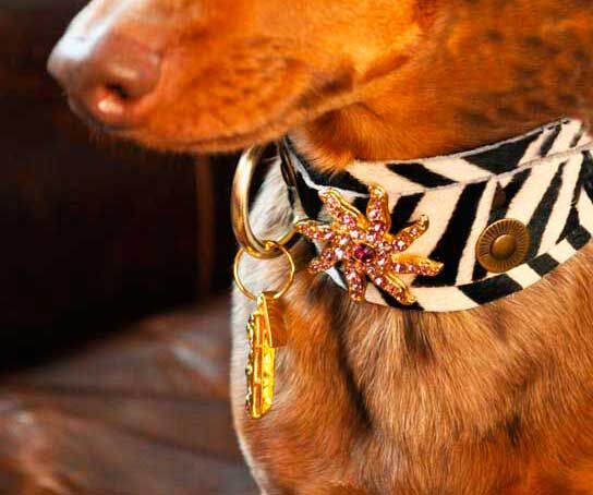 Zanzibar Sjöstjärna Hund halsband - BARCELONADOGS