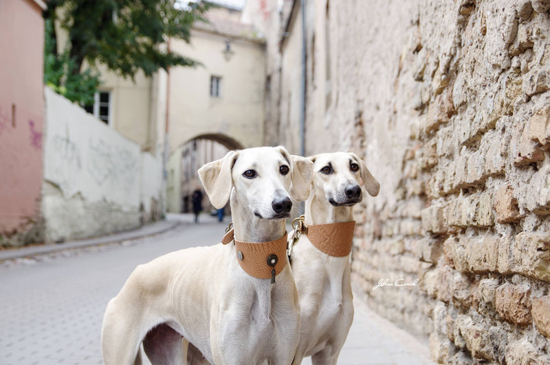 Shaqat Vinthund halsband - BARCELONADOGS