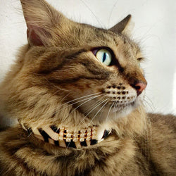 Maskulin Zanzibar Katt halsband - BARCELONADOGS