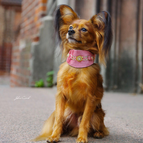 Bacall Hund halsband - BARCELONADOGS