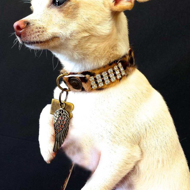 Masculino Zanzibar Hund halsband - BARCELONADOGS