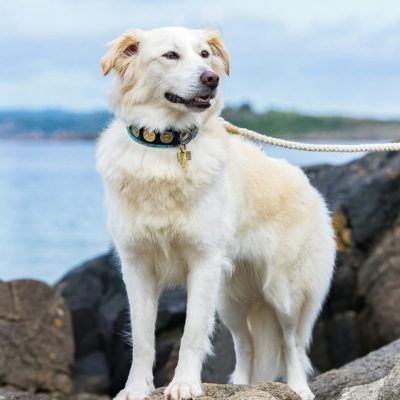 Ocean Blå Hund halsband - BARCELONADOGS