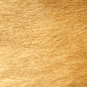 Bacall Hund halsband - BARCELONADOGS