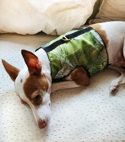 Dog wearing a green patterned coat lying on a textured surface