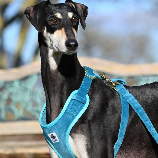 Velvet Harness SET S-XL