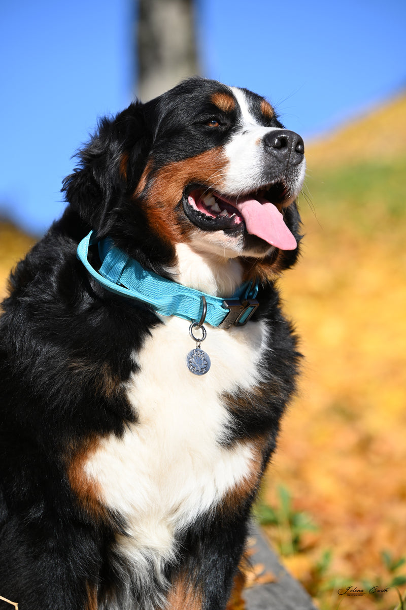 Working dog fabric collar