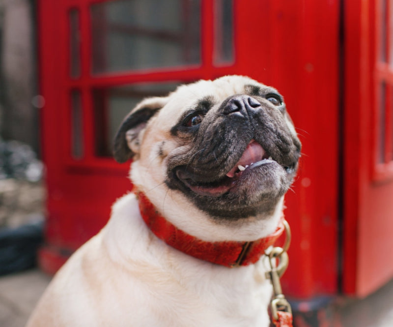 Pug  wearing a red  silk martingale collar in front of a red door
