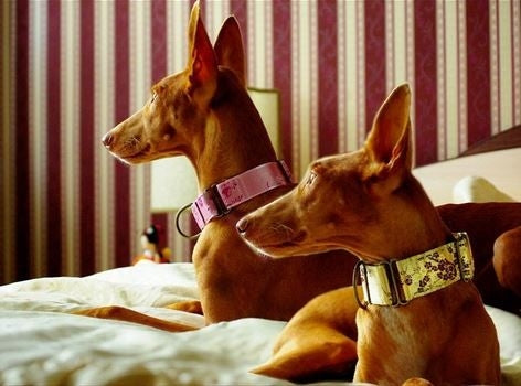 Two pharaon dogs wearing  martingale dog collars on a bed with striped wallpaper in the background