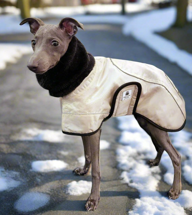 beige urban italian greyhound coat