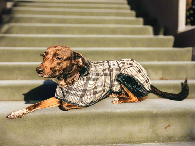 Black white Tartan ALL BREEDS