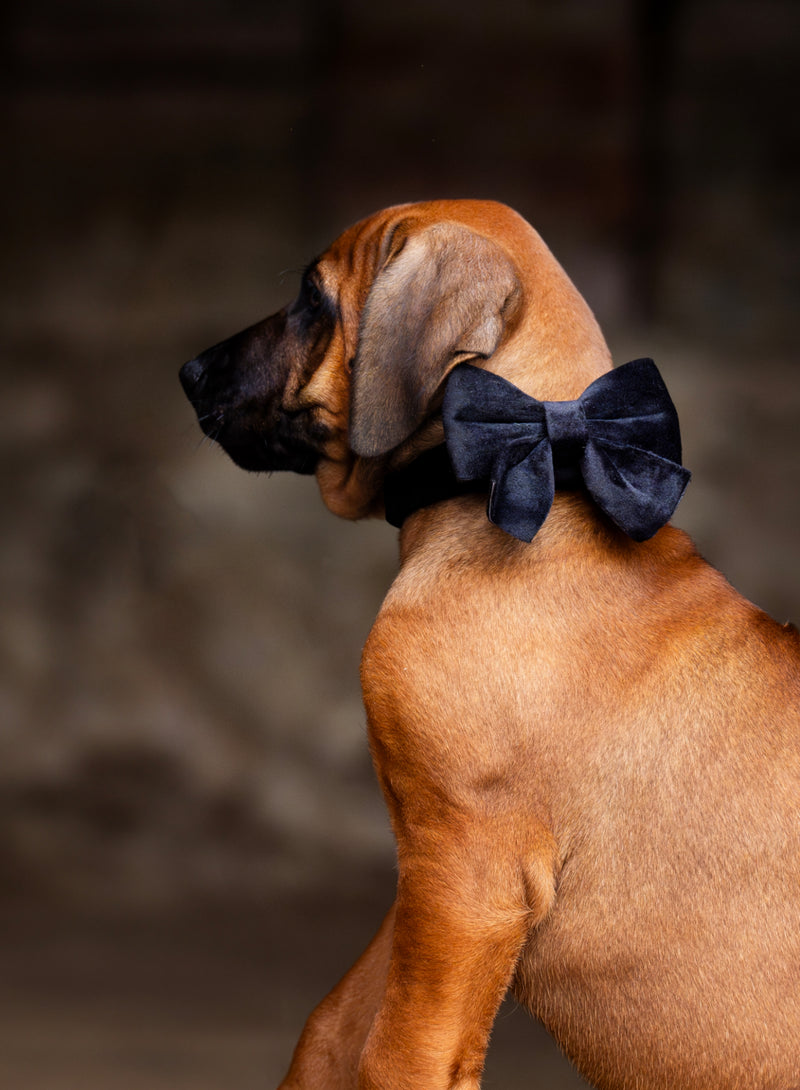 Velvet Bow tie Dog Collar