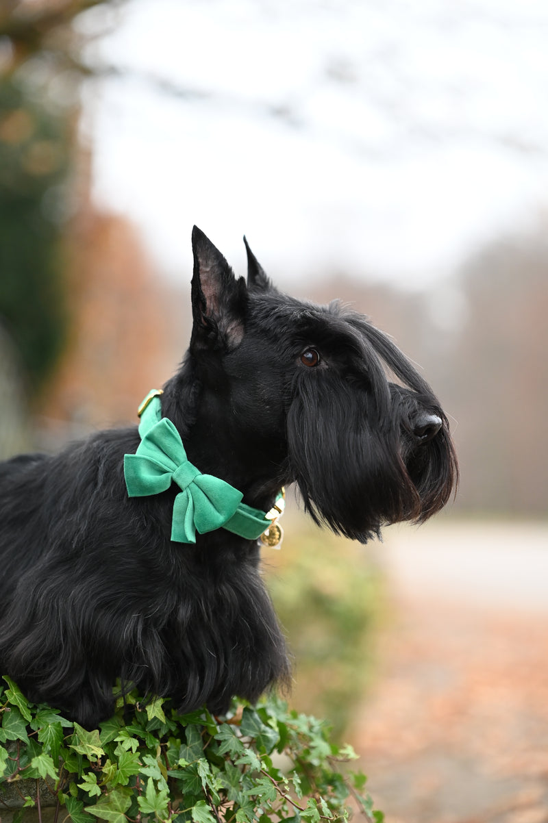 Velvet Bow tie Dog Collar