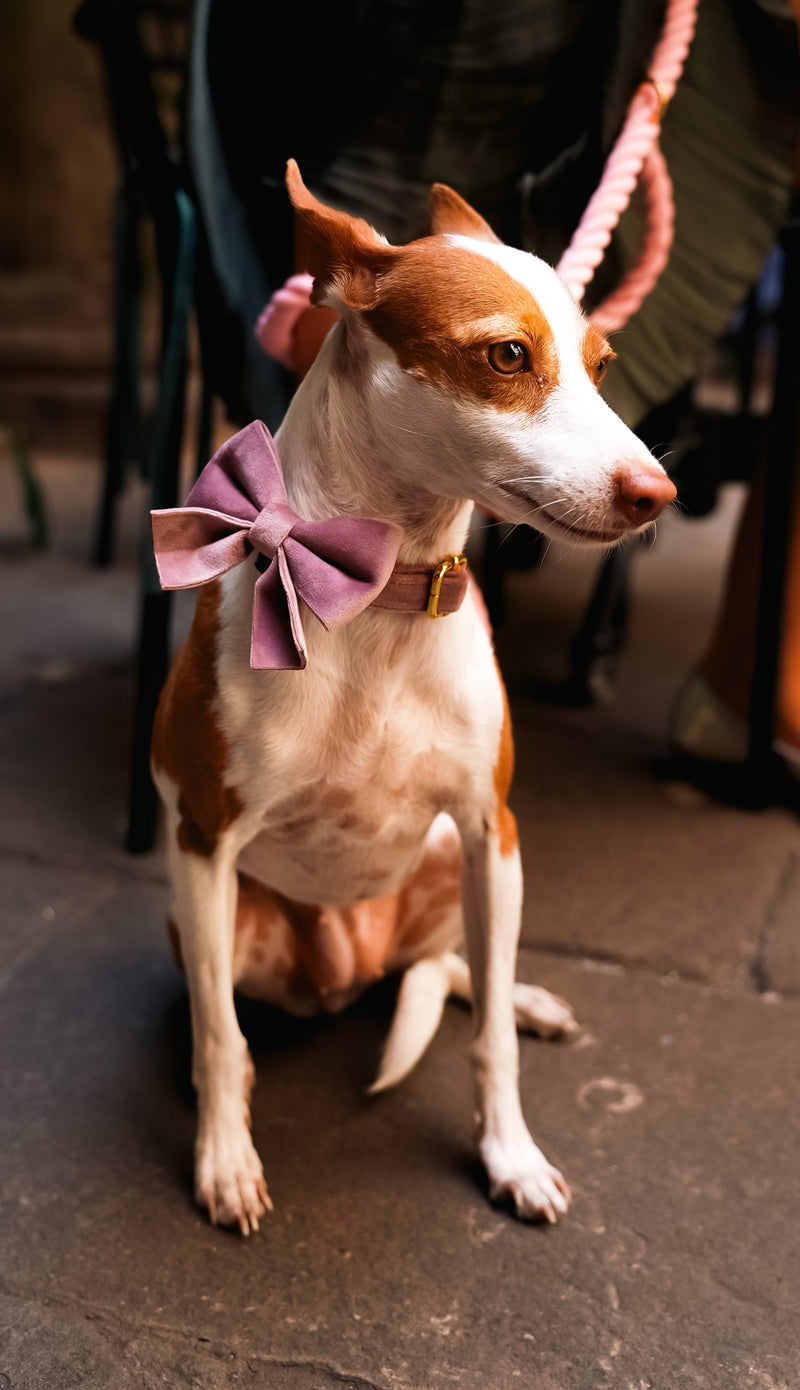 Velvet Bow tie Dog Collar