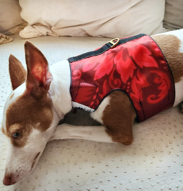 Dog wearing a red floral patterned coat on a beige couch
