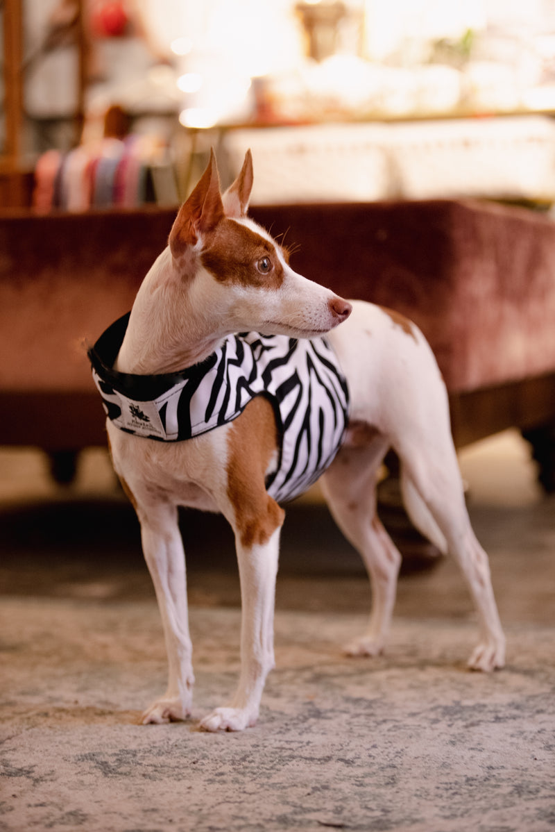 harness coat zebra dogs